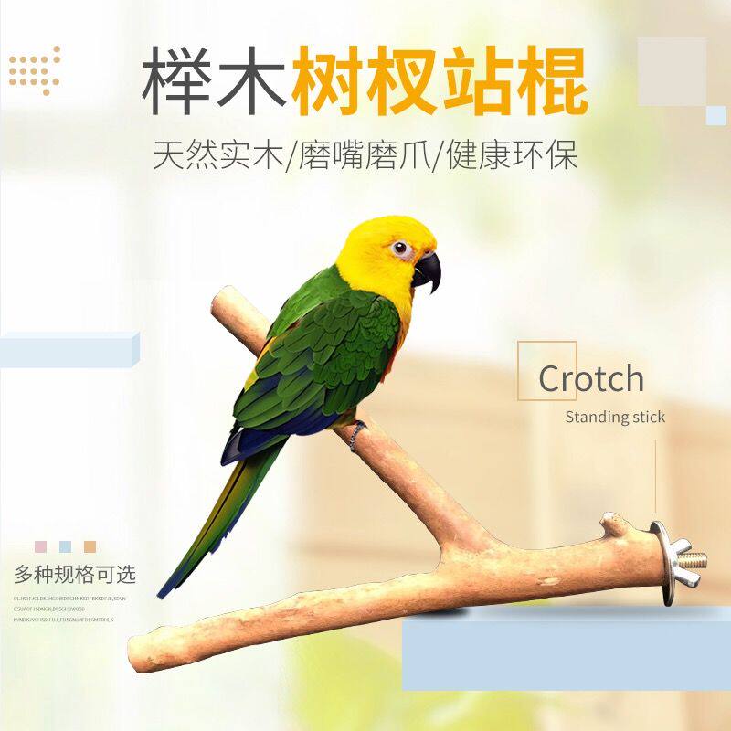 鹦鹉站棍原木树杈树枝栖息图片