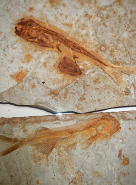 古生物化石狼鳍鱼标本原石观赏石科普教学收藏奇石原版原色