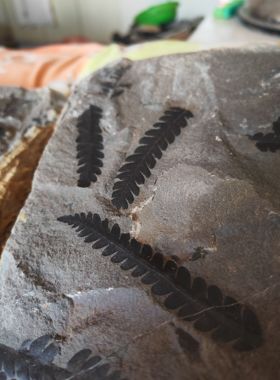 古生物化石植物化石原石奇石观赏石摆件科普教学收藏标本