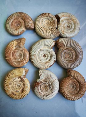 海洋古生物化石巴普洛夫菊石螺儿童礼物摆件科普教学标本收藏奇石