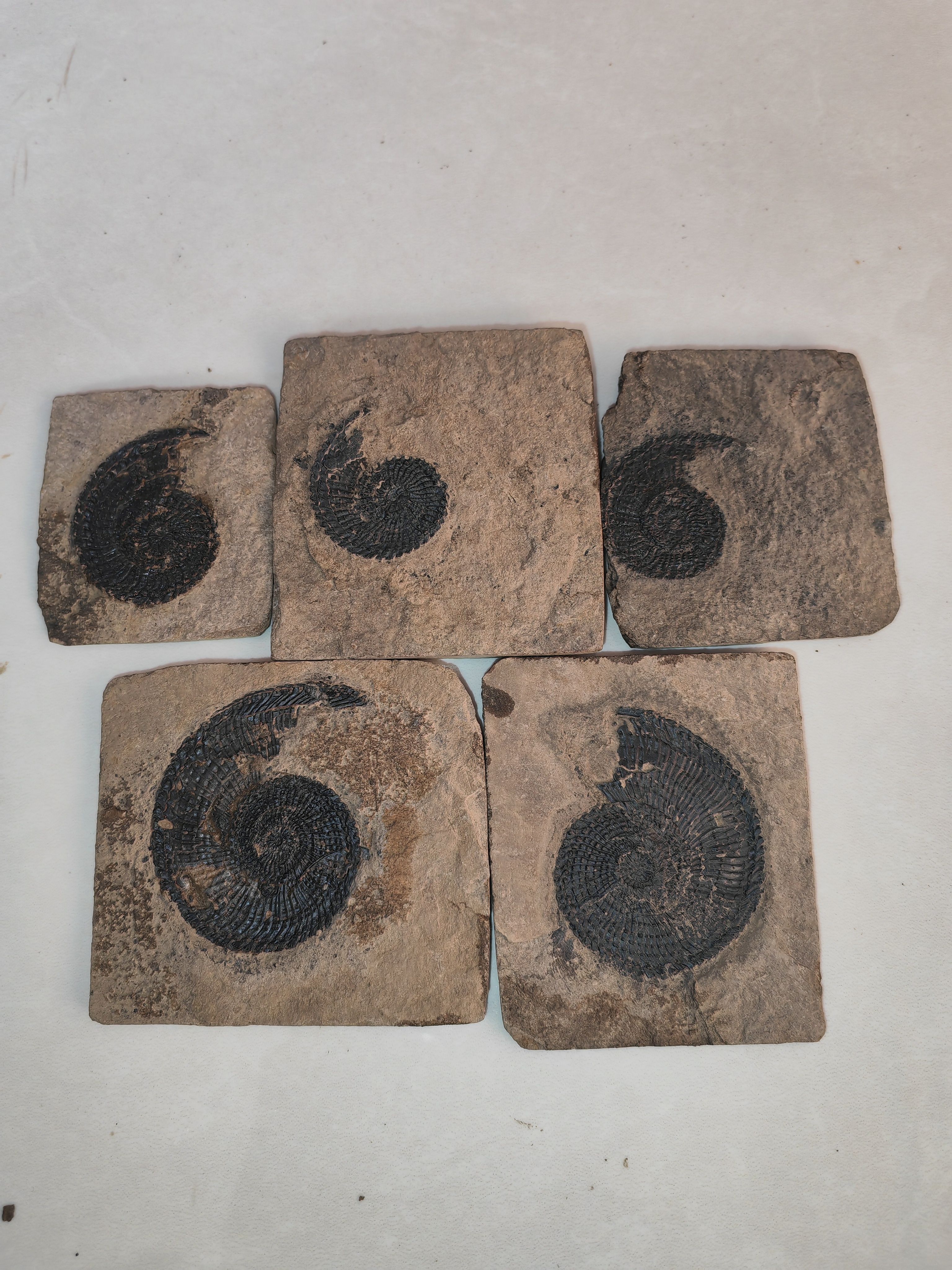 古生物化石天然粗菊石原石矿石标本动物摆件礼物标本收藏奇石