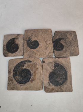 古生物化石天然粗菊石原石矿石标本动物摆件礼物标本收藏奇石