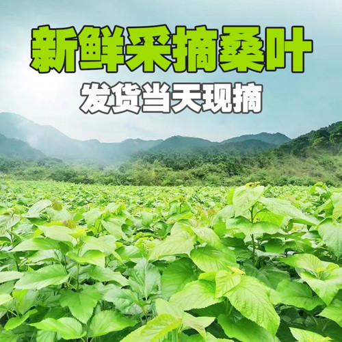 桑叶新鲜蚕宝宝鲜嫩学生养蚕现摘桑蚕食物蚕卵活蚕嫩叶大叶批斤包