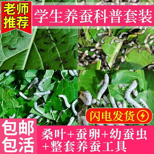 蚕宝宝活体蚕卵蚕籽学生养蚕套装春蚕蚕种幼蚕1龄234龄送新鲜桑叶
