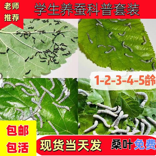 蚕宝宝活体春蚕蚕卵学生养蚕套装科学养蚕小蚕1龄234龄送新鲜桑叶