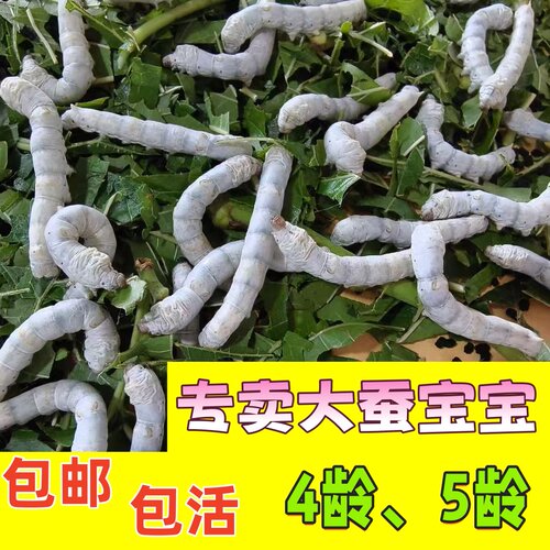 （快结茧大蚕）大蚕宝宝学生养蚕套装大蚕5龄4龄3龄大蚕新鲜桑叶