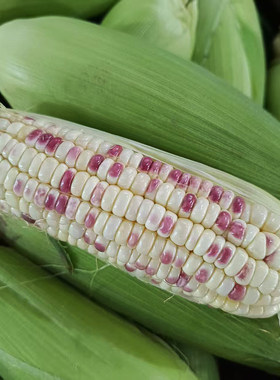 湖南花糯玉米新鲜现摘带皮甜糯生黄玉米棒子软糯玉米现发郴州特产