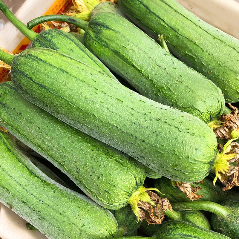 老品种短棒肉丝瓜水嫩新鲜现摘应季蔬菜顺丰包邮湖南郴州农家自种