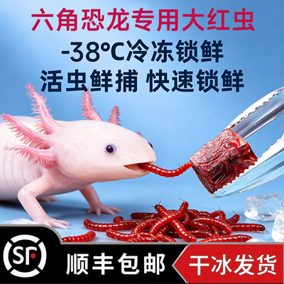 冰冻大红虫饲料六角恐龙鱼专用鱼食东方蝾螈六六鱼食红虫缓沉鱼粮