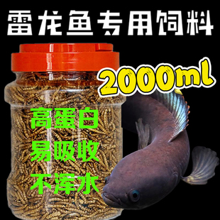雷龙鱼专用面包虫黄金眼镜蛇彩虹雷龙鱼食阿萨姆巴卡蓝宝石增色粮