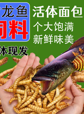 高蛋白鲜活面包虫雷龙鱼专用饲料银龙鱼锦鲤鱼娃娃鱼增体靓色粮