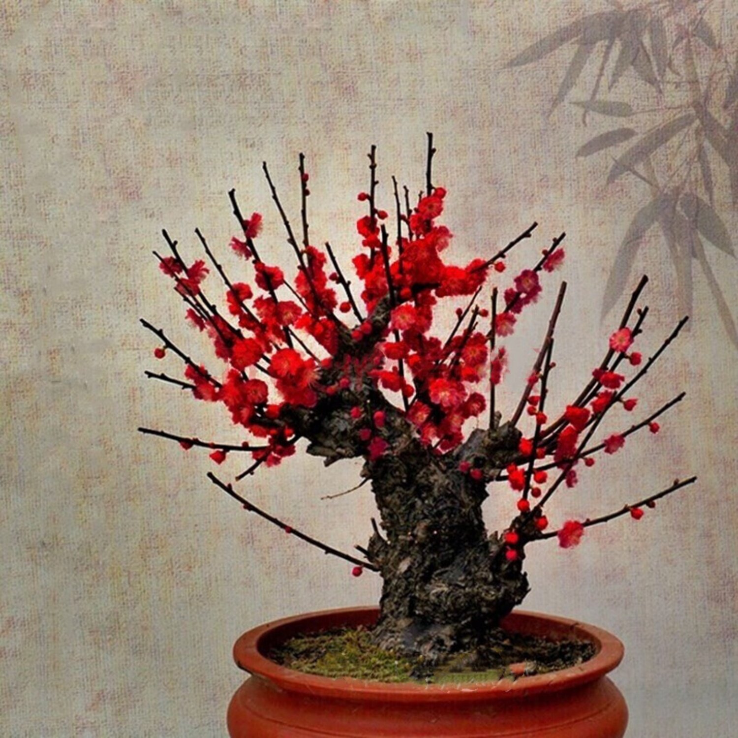 原生老桩红梅花香盆景耐寒带花苞