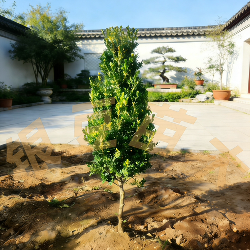 高杆小叶瓜子黄杨树造型盆景素材