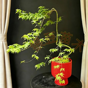 日本黄金流泉枫树盆栽禅意绿植物造型盆景室内外客厅桌面办公茶室