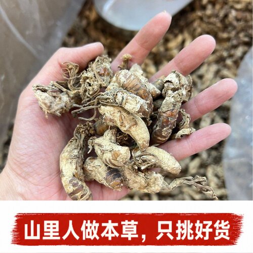 缅甸野生金蝉花无熏硫无添加