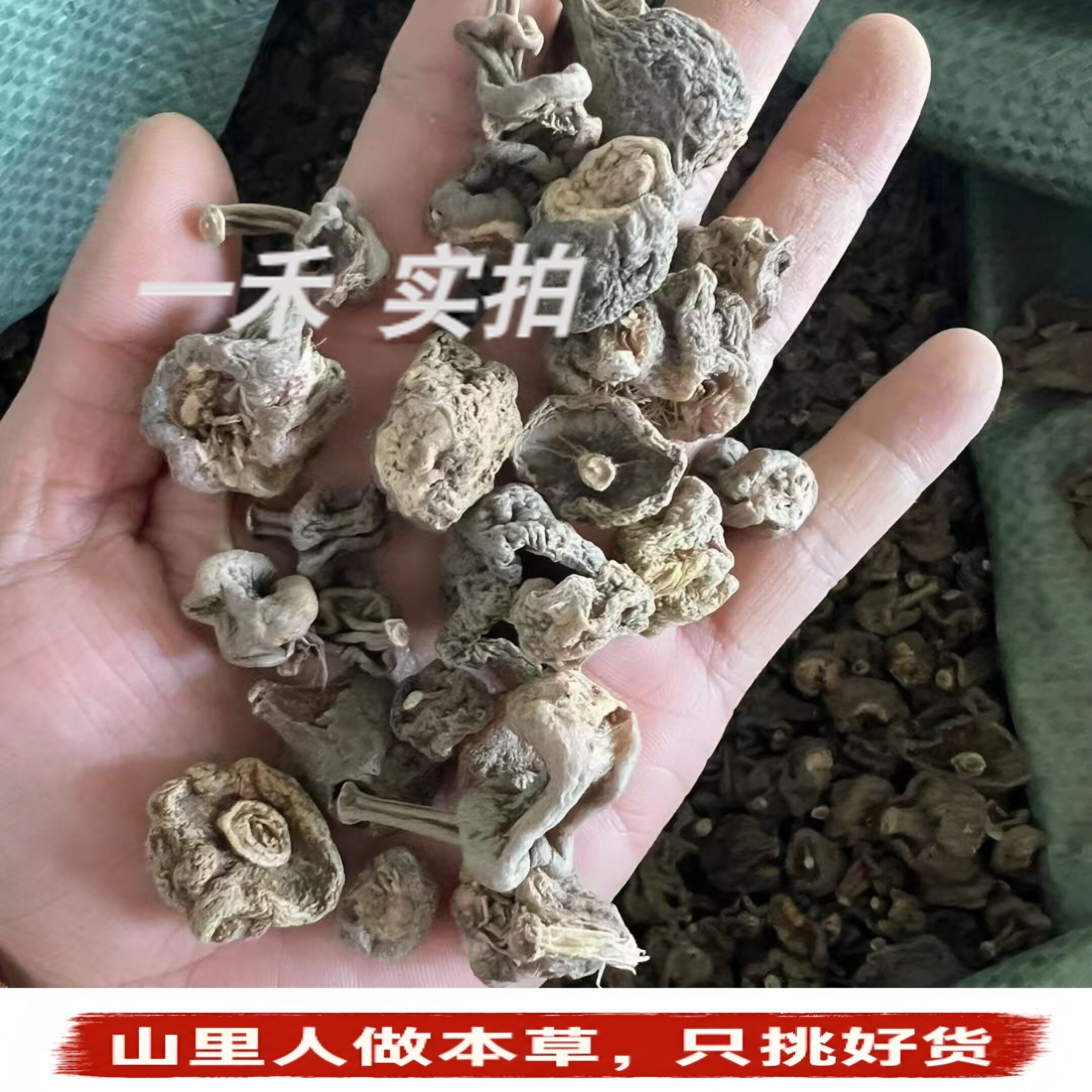 云南特产秋花石斛】干货球花石斛白领泡水喝花草茶煲汤高胶质250g