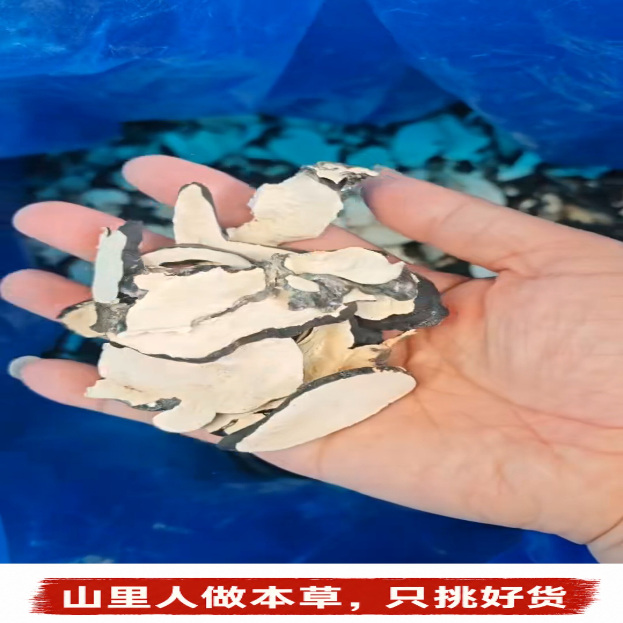 正宗冻干乌灵参片黑皮白肉细花