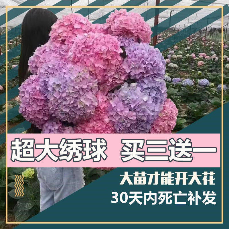 耐寒大花绣球花苗无尽夏绣球花苗八仙花盆栽四季室内阳台庭院花卉