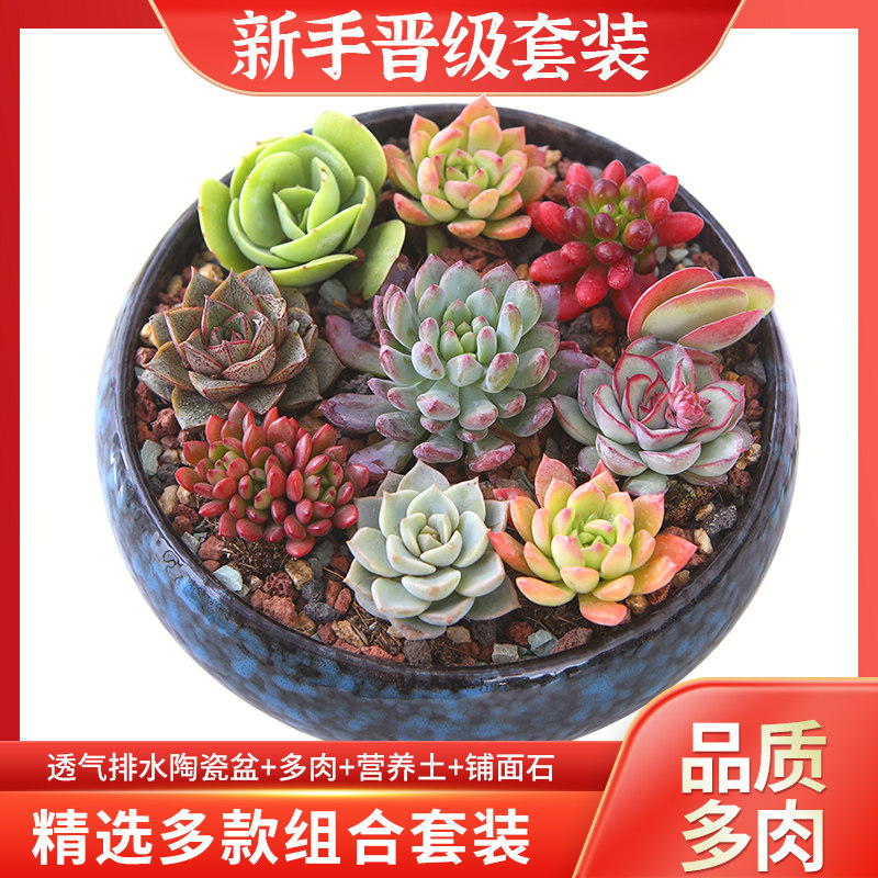 多肉植物含盆带土套餐大口径组合拼盘室内阳台新手盆栽新手桌面