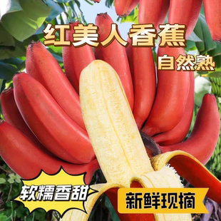 孕妇水果香蕉芭蕉9斤 稀有广西红美人香蕉红皮香蕉banana应季 包邮