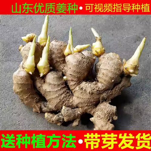 姜种带芽姜种子姜芽种植苗山东小黄姜大姜老姜生姜种籽带发芽苗子