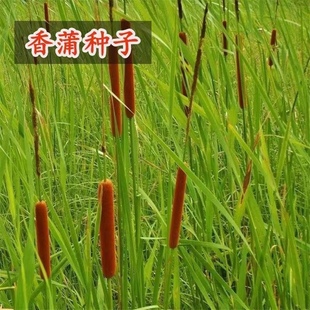 香蒲种子水生植物进化水质驱虫草水蜡烛药用香蒲黄浦棒籽全国种植