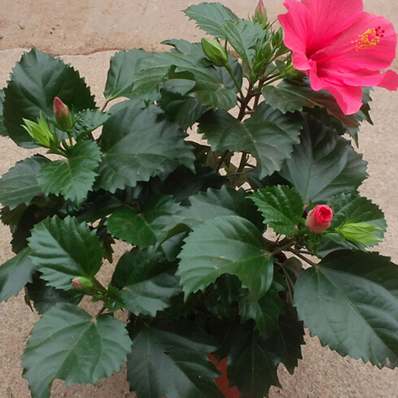 绿植盆栽 扶桑花苗 色彩鲜艳 朱槿牡丹芙蓉花 四季开花 多色可选