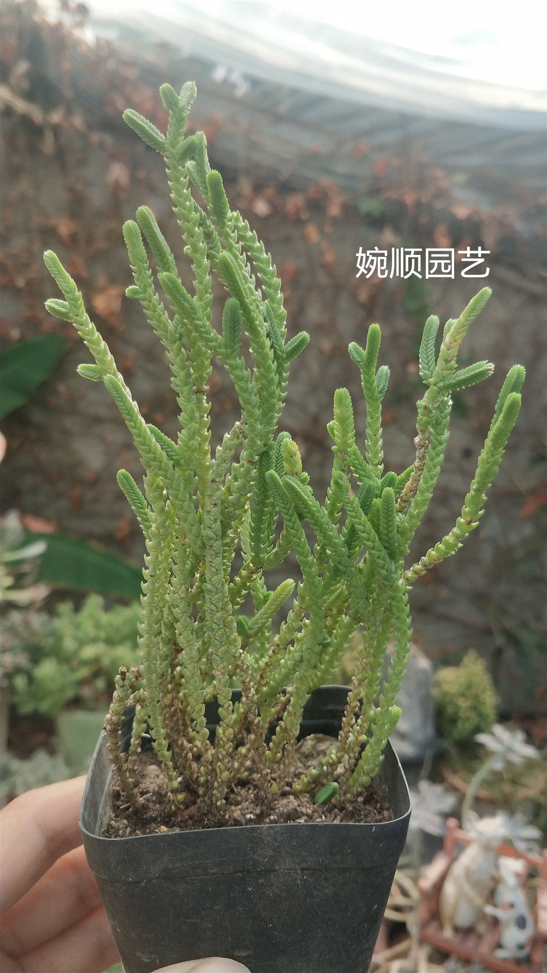 达摩绿塔绿箭 婉顺园艺多肉植物稀有防辐射去甲醛一物一拍 满包邮