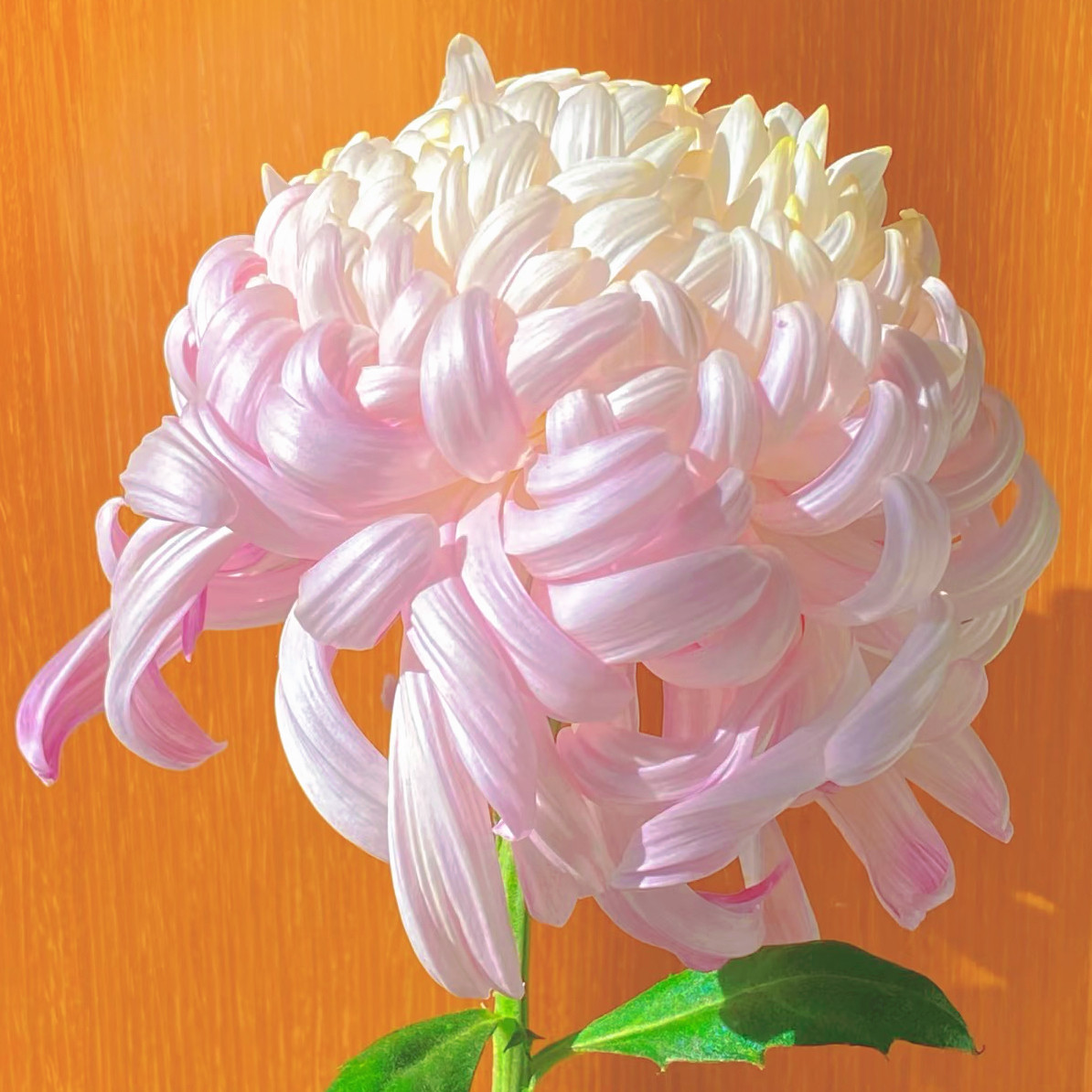 【国华初婴--带花苞】稀有品种菊花苗九月大菊秋菊花卉盆栽今年开