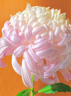 【国华初婴--带花苞】稀有品种菊花苗九月大菊秋菊花卉盆栽今年开