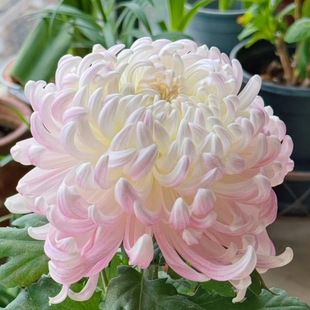 【倾国倾城--大花型】小苗带根带土九月大菊花苗花卉