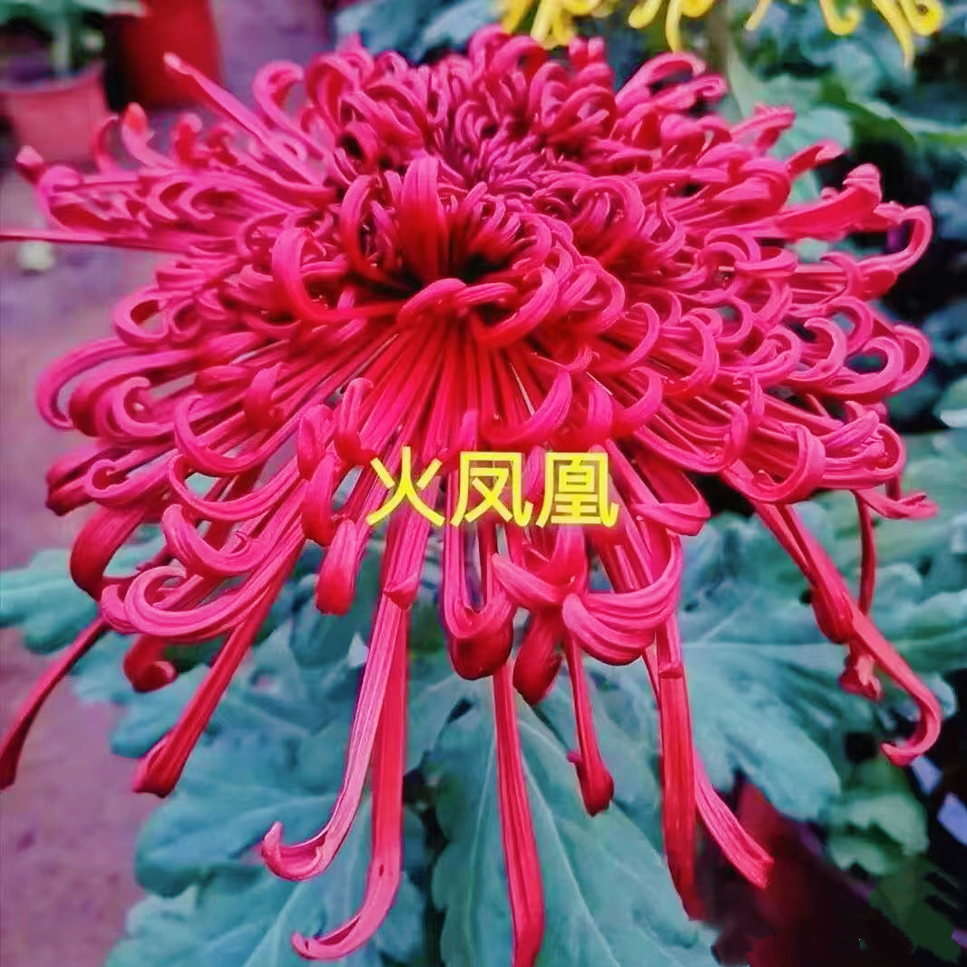 【火凤凰--带花苞】稀有品种菊花苗九月大菊秋菊花卉盆栽今年开