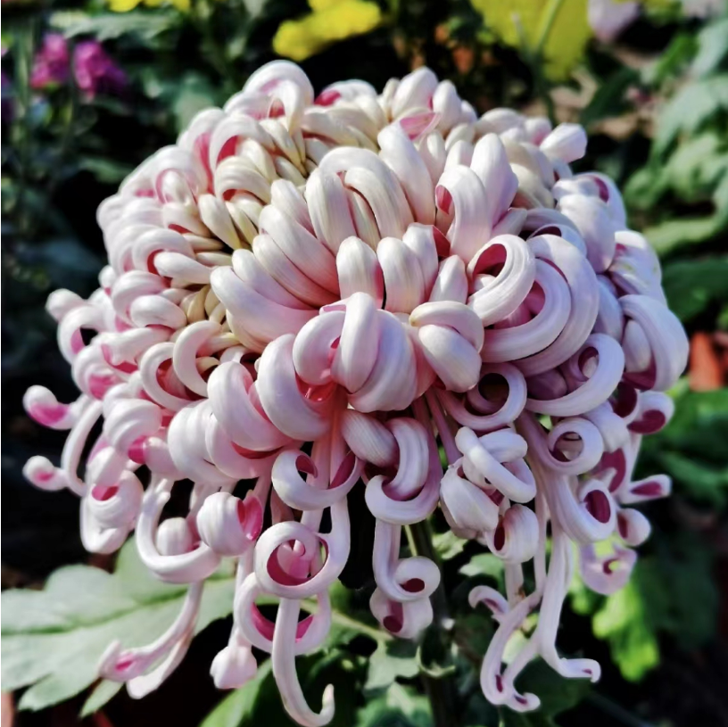 紫龙卧雪【带花苞】盆栽大苗九月时令草本花卉