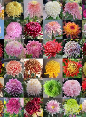 球形混色【丝菊混色】菊花苗带根带土九月大菊花苗