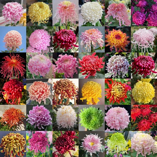 球形混色【丝菊混色】菊花苗带根带土九月大菊花苗