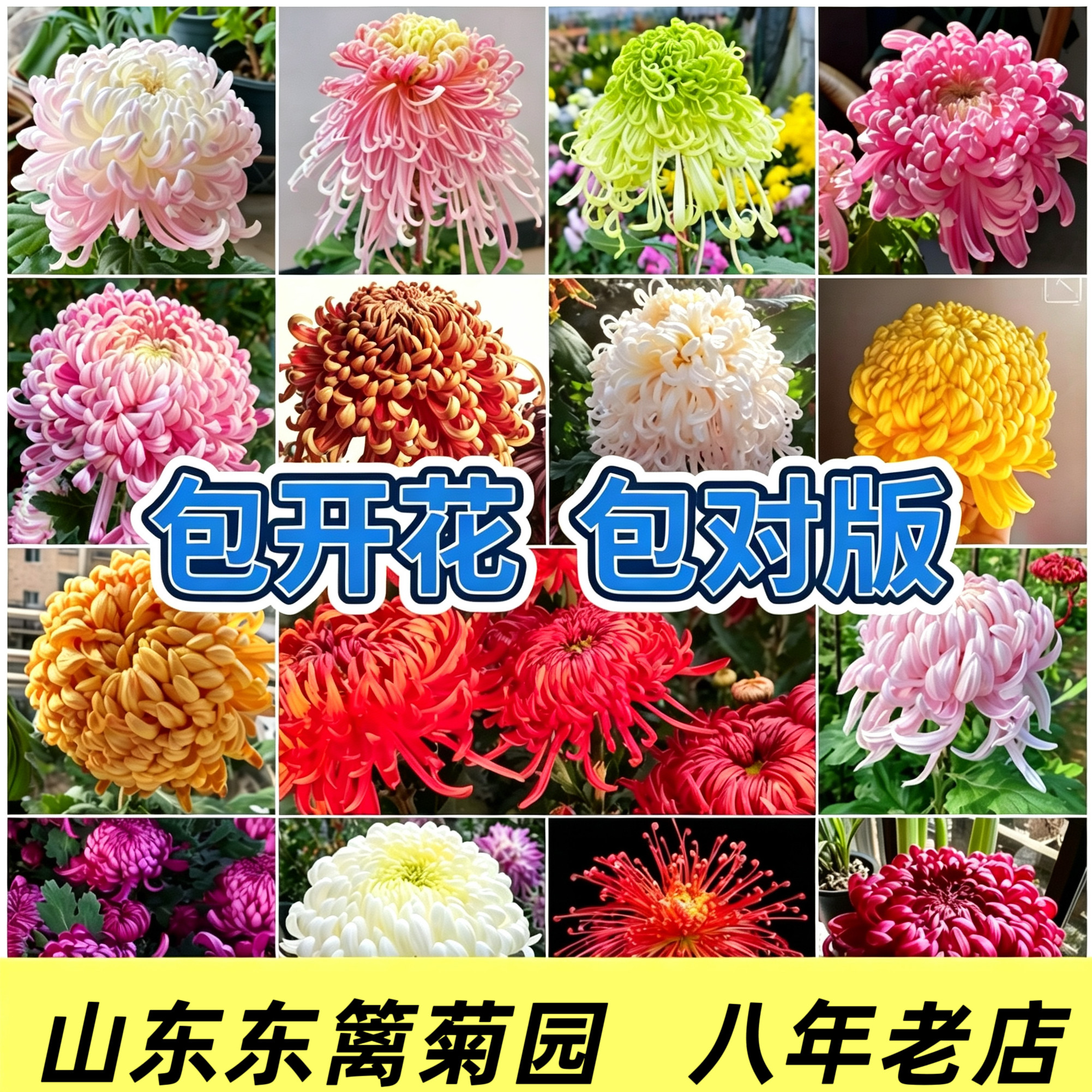 【稀有品种大菊花】带花苞菊花苗九月大菊秋菊花卉盆栽今年开花