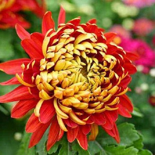 【金背大红--大花】小苗带根带土九月大菊花苗花卉