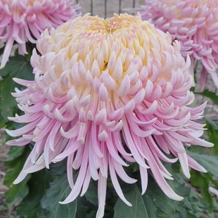 【盘龙宝翊--大花线菊】小苗带根带土九月大菊花苗花卉