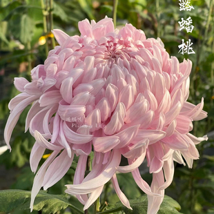 【仙露蟠桃--大花】小苗带根带土九月大菊花苗花卉