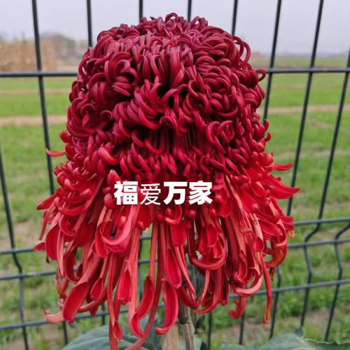 【福爱万家--无花苞】稀有品种菊花苗九月大菊秋菊花卉盆栽今年开