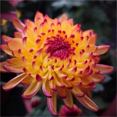 变色菊-金玉满堂【带花苞】菊花盆栽大苗九月大菊秋菊花卉今年开