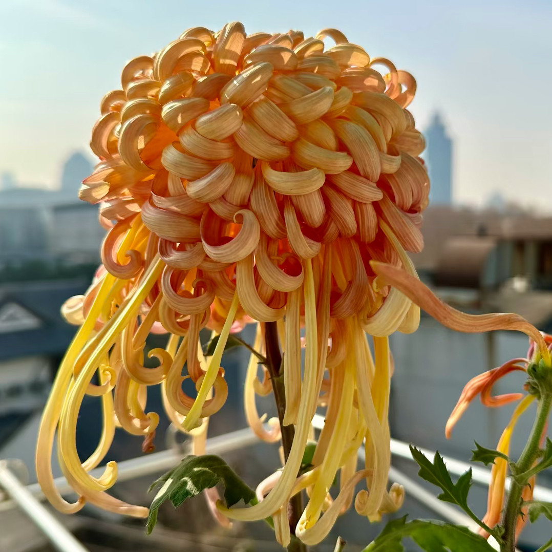【七彩北汤--大花】小苗带根带土九月大菊花苗花卉