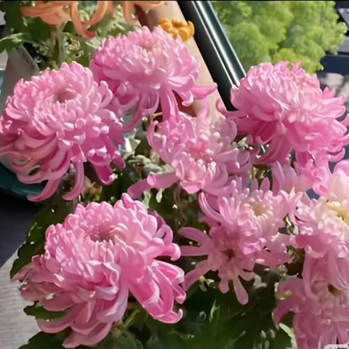 【粉绣球】稀有品种带花苞菊花苗九月大菊秋菊花卉盆栽今年开花