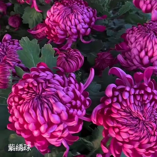 【紫绣球--大花】小苗带根带土九月大菊花苗花卉