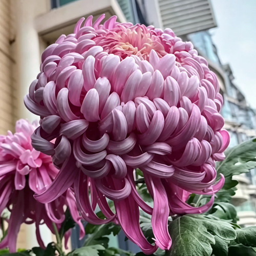 【国华大红旗3-4个头】稀有品种带花苞菊花苗九月大菊秋菊花盆栽