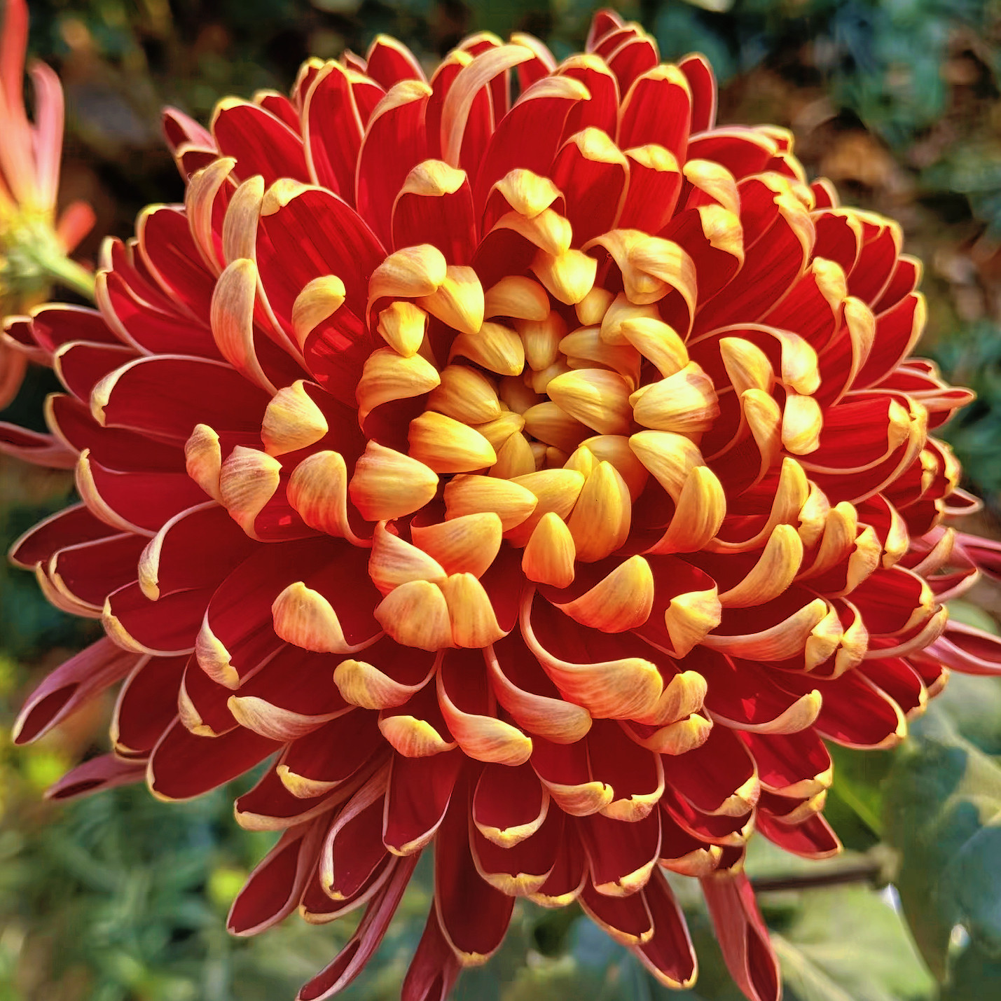 【泥金红莲】稀有品种带花苞菊花苗九月大菊秋菊花卉盆栽今年开花