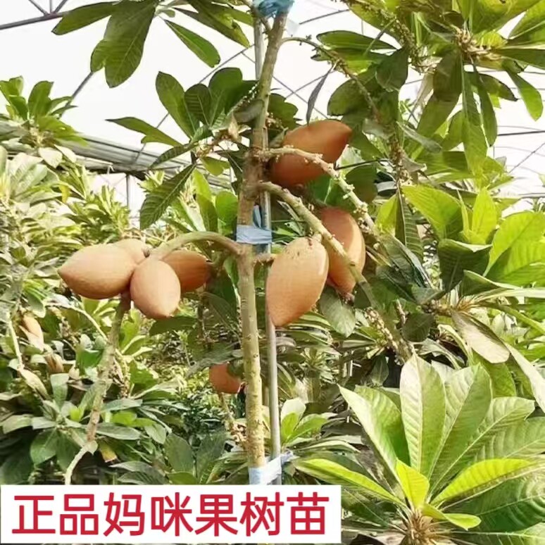 带土带叶果树苗妈咪果苗马加纳潘婷果树苗盆栽庭院阳台种植新品种