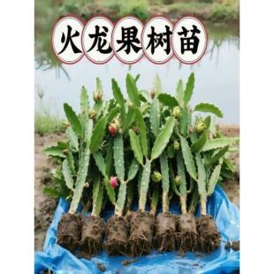 红心火龙果嫁接果苗盆栽南北方四季种植水果树苗阳台庭院当年结果