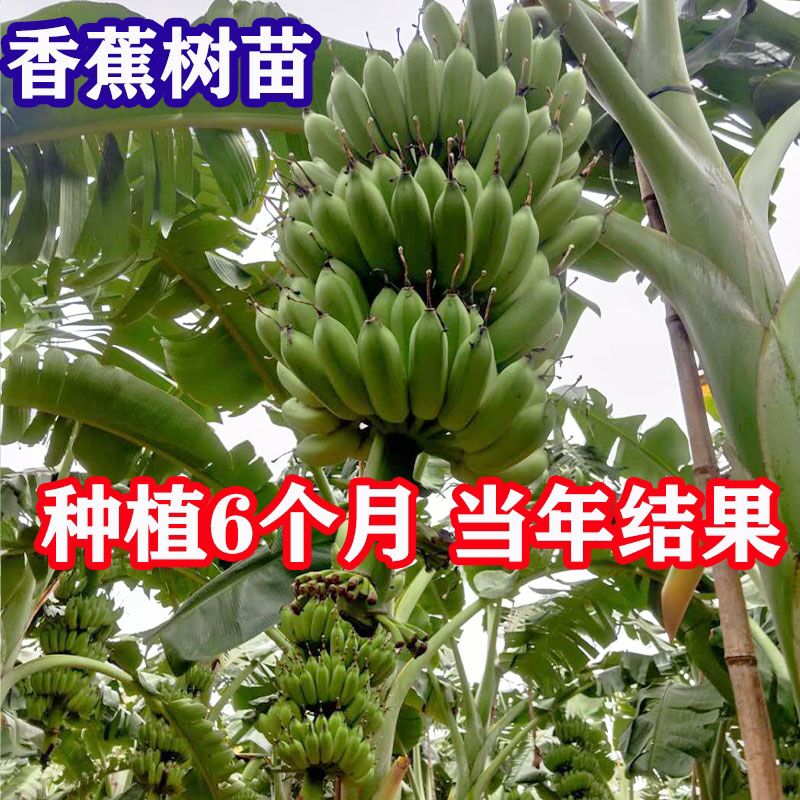 香蕉苗树矮化粉蕉苗当年结果南北方种植四季粉蕉香蕉树苗带土带叶