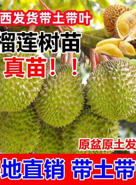 榴莲树苗四季种植盆栽果树苗南北方种植猫山王泰国金枕头当年结果